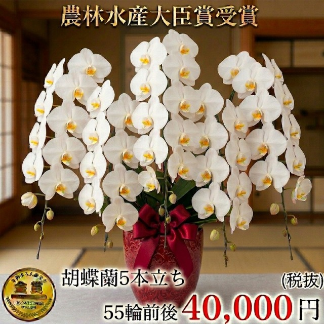 胡蝶蘭大輪5本立ち 44,000円