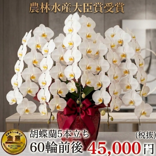 胡蝶蘭大輪5本立ち 49,500円