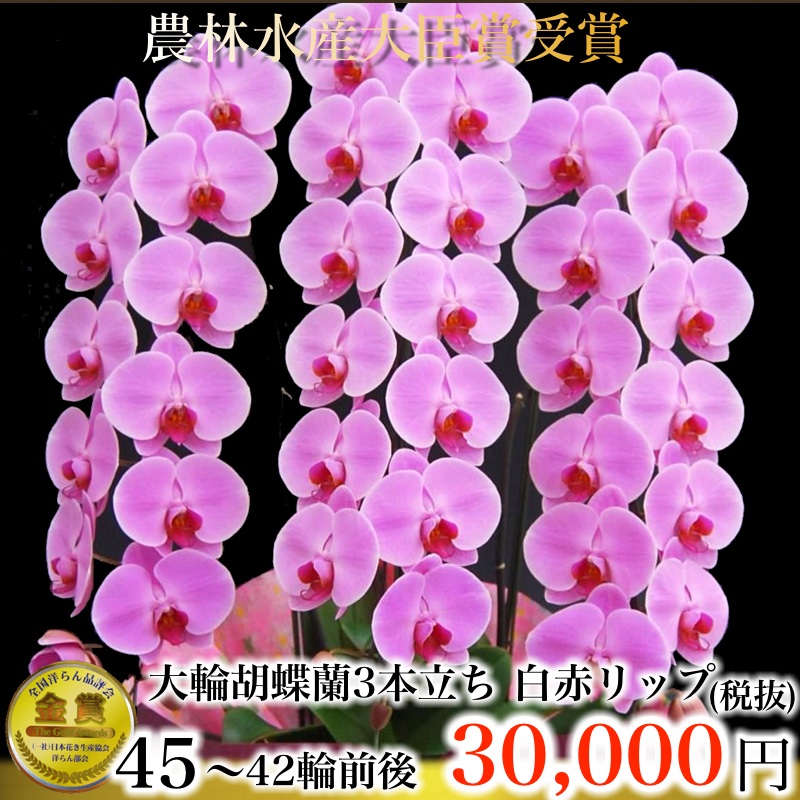天然ピンクの胡蝶蘭 3本立ち42輪
