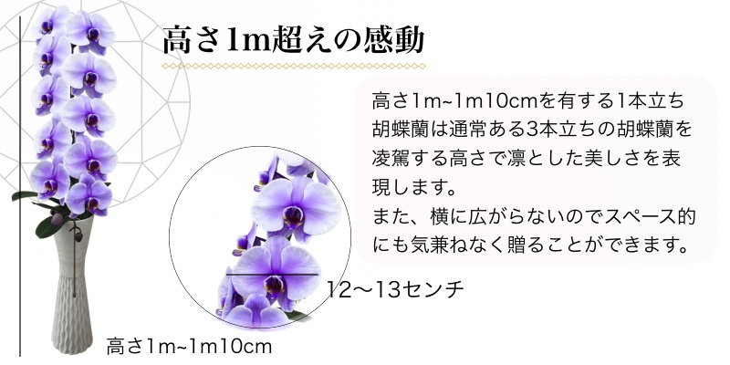 【ギフトフラワー】天皇杯受賞・高さ一メートル超えの感動の胡蝶蘭紫