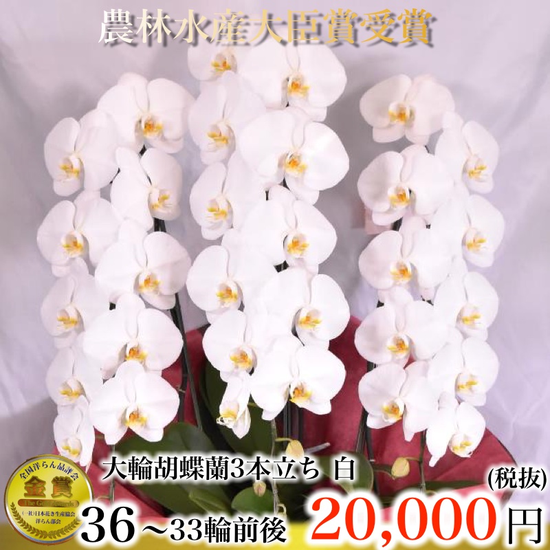 人気7位 胡蝶蘭 3本立ち33輪